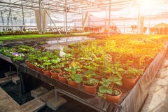 Serre chaude hydroponique moderne au soleil avec le contrôle de climat, culture des seedings, fleurs Horticulture industrielle images libres de droits Serre chaude hydroponique moderne au soleil avec le contrôle de climat, culture des seedings, fleurs Horticulture industrielle images libres de droits