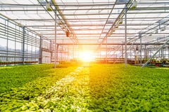 Serre chaude hydroponique moderne avec le système de contrôle de climat pour la culture des fleurs et des plantes ornementales po image stock Serre chaude hydroponique moderne avec le système de contrôle de climat pour la culture des fleurs et des plantes ornementales po image stock
