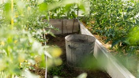 Serre met groene bloeiende tomaten en peper royalty-vrije stock afbeelding Serre met groene bloeiende tomaten en peper royalty-vrije stock afbeelding