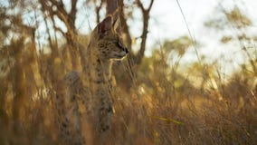 A serval cat prey hiding in the grass, Savanna, Africa royalty free stock images A serval cat prey hiding in the grass, Savanna, Africa royalty free stock images