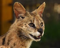 Serval Felis Serval Abschluss oben stockfoto Serval Felis Serval Abschluss oben stockfoto