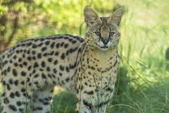 Serval (serval di Leptailurus) Immagine Stock Serval (serval di Leptailurus) Immagine Stock