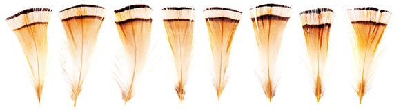 Set of beautiful fragile little bird feathers isolated stock image Set of beautiful fragile little bird feathers isolated stock image