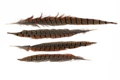 Set of beautiful fragile pheasant bird feathers isolated on white background royalty free stock photo Set of beautiful fragile pheasant bird feathers isolated on white background royalty free stock photo