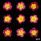 Set of beautiful vector flowers primrose. 9 elements for your de royalty free illustration Set of beautiful vector flowers primrose. 9 elements for your de royalty free illustration