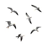 Set of big flying seagulls isolated on white royalty free stock photos Set of big flying seagulls isolated on white royalty free stock photos