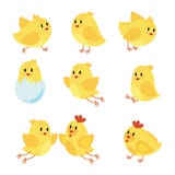 A set of cartoon chicken. Collection of happy yellow chicks. Little birds. Vector illustration. Children of chicken and stock illustration A set of cartoon chicken. Collection of happy yellow chicks. Little birds. Vector illustration. Children of chicken and stock illustration