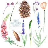 Set, collection with the isolated watercolor forest elements (berries, cones, lavender, wildflowers and branches) royalty free illustration Set, collection with the isolated watercolor forest elements (berries, cones, lavender, wildflowers and branches) royalty free illustration