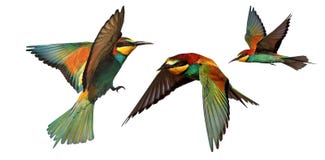 Set of color birds in flight isolated on a white background stock photo Set of color birds in flight isolated on a white background stock photo