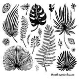 Set czarnego doodle egzotyczna palma opuszcza na białym tle Wektorowa botaniczna ilustracja, elementy dla projekta royalty ilustracja Set czarnego doodle egzotyczna palma opuszcza na białym tle Wektorowa botaniczna ilustracja, elementy dla projekta royalty ilustracja