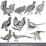 Set of detailed hand drawn game birds Stock Illustration Set of detailed hand drawn game birds Stock Illustration
