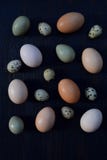 Set of different types birds eggs from chicken, pheasant and quail on a dark background stock images Set of different types birds eggs from chicken, pheasant and quail on a dark background stock images