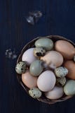 Set of different types birds eggs from chicken, pheasant and quail with feathers on a dark background. royalty free stock photos Set of different types birds eggs from chicken, pheasant and quail with feathers on a dark background. royalty free stock photos