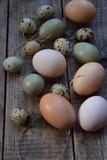 Set of different types birds eggs from chicken, pheasant and quail with feathers on a wooden background stock photo Set of different types birds eggs from chicken, pheasant and quail with feathers on a wooden background stock photo