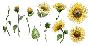 Set of elements flowers, buds, stalks of a sunflower watercolor graphics isolated stock illustration Set of elements flowers, buds, stalks of a sunflower watercolor graphics isolated stock illustration