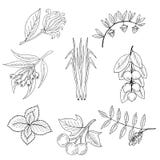 Set, essential oil plants 1 vector illustration Set, essential oil plants 1 vector illustration