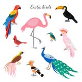 Set of exotic birds on white background. vector illustration Set of exotic birds on white background. vector illustration