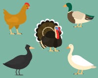 Set of flat birds, isolated on background. different tropical and domestic birds, cartoon style simple birds for logos. vector illustration Set of flat birds, isolated on background. different tropical and domestic birds, cartoon style simple birds for logos. vector illustration