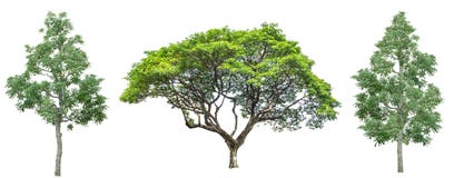Set of four trees isolated against pure white royalty free stock images Set of four trees isolated against pure white royalty free stock images
