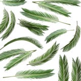 Set with fresh green palm leaves stock images Set with fresh green palm leaves stock images