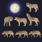 Set of gray wolves stock illustration Set of gray wolves stock illustration