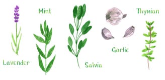 Set of green herbs, lavender, mint, sage, salvia, garlic, thyme, watercolor illustration vector illustration Set of green herbs, lavender, mint, sage, salvia, garlic, thyme, watercolor illustration vector illustration
