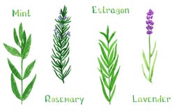 Set of green herbs, mint, estragon, rosemary, lavender, watercolor illustration royalty free illustration Set of green herbs, mint, estragon, rosemary, lavender, watercolor illustration royalty free illustration