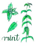 Set of hand painted watercolor mint isolated on white royalty free illustration Set of hand painted watercolor mint isolated on white royalty free illustration