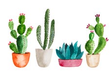 Set of high quality hand painted watercolor elements for your design with succulent plants, cactus and more.