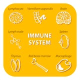 Set icons with shadow. Human Immune system stock illustration Set icons with shadow. Human Immune system stock illustration