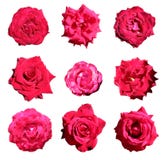Set Of 9 Red Roses Royalty Free Stock Photos