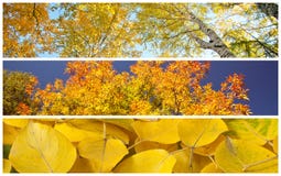Set Of Autumnal Background Stock Photos