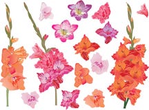 Set Of Bright Gladiolus Flowers Stock Image