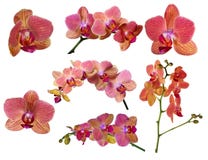 Set Of Bright Orchid Flowers With Pink Strips Stock Images