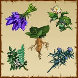 Set Of Different Exotic Flowers And Mandrake Stock Images Set Of Different Exotic Flowers And Mandrake Stock Images