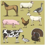 Set Of Engraved Vintage Domestic, Farm Animals Include Horse And Sheep, Cow . Chicken. Goat . Turkey. Pig. Duck With Royalty Free Stock Photos