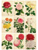 Set Of Nine Shabby Vintage Floral Cards Royalty Free Stock Photos
