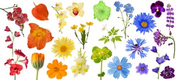 Set Of Rainbow Color Flowers Isolated On White Stock Images Set Of Rainbow Color Flowers Isolated On White Stock Images