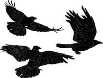 Set Of Three Crows Isolated On White Stock Photography Set Of Three Crows Isolated On White Stock Photography