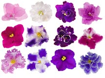Set Of Twelve Isolated Violets Royalty Free Stock Photo Set Of Twelve Isolated Violets Royalty Free Stock Photo
