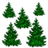 The set of stages of growing spruce or Christmas tree isolated on a white background. Vector cartoon close-up. Illustration vector illustration The set of stages of growing spruce or Christmas tree isolated on a white background. Vector cartoon close-up. Illustration vector illustration