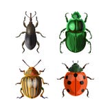 Set of vector beetles royalty free illustration Set of vector beetles royalty free illustration