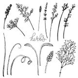 Vector floral illustration whit herbs vector illustration Vector floral illustration whit herbs vector illustration