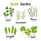 Set of vector illustration herbs with lettering. vector illustration Set of vector illustration herbs with lettering. vector illustration