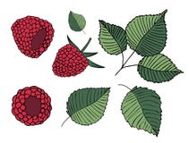Set of illustrations of raspberries and leaves, isolated on white background vector illustration Set of illustrations of raspberries and leaves, isolated on white background vector illustration