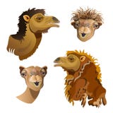 Head of camel set royalty free illustration Head of camel set royalty free illustration
