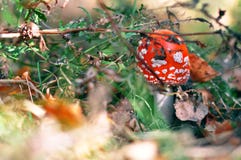 Seta roja venenosa de la seta que crece en un bosque salvaje del oto?o en la hierba imagen de archivo libre de regalías Seta roja venenosa de la seta que crece en un bosque salvaje del oto?o en la hierba imagen de archivo libre de regalías