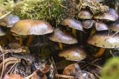 Setas no comestibles que crecen en el bosque durante otoño fotografía de archivo libre de regalías Setas no comestibles que crecen en el bosque durante otoño fotografía de archivo libre de regalías