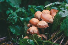 Setas salvajes ‘melea del Armillaria ‘en el bosque del otoño imagen de archivo libre de regalías Setas salvajes ‘melea del Armillaria ‘en el bosque del otoño imagen de archivo libre de regalías