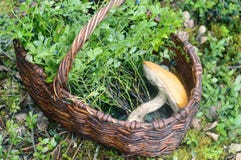 Setas y arándano en una cesta de mimbre foto de archivo libre de regalías Setas y arándano en una cesta de mimbre foto de archivo libre de regalías